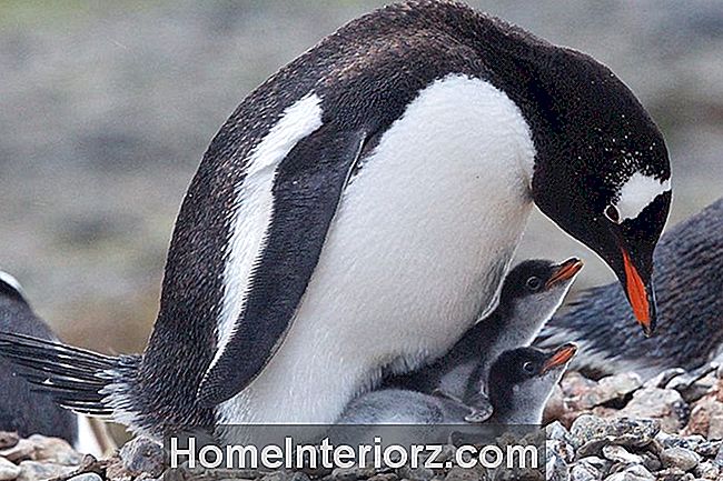 pitsburgo pingvinų prekybos galimybės