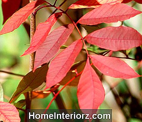 Foto di foglie autunnali di sommacco velenoso, con foglie rosse e rosate.