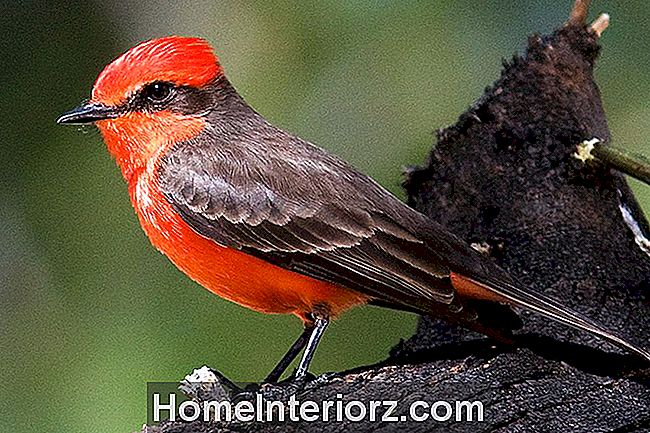 Vermilion Flycatcher