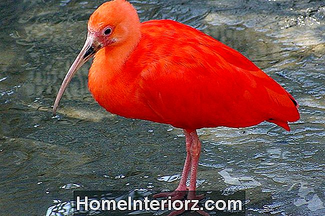 Scarlet Ibis