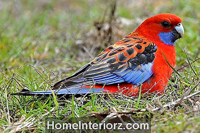 Crimson Rosella