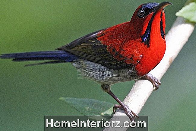 Crimson Sunbird