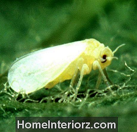 Augu kaitēkļi: kukaiņi un slimības