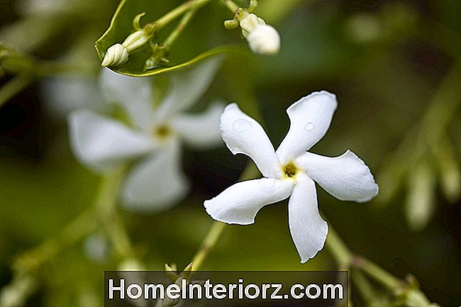 Plantprofil: Star Jasmine Vine (Trachelospermum jasminoides)