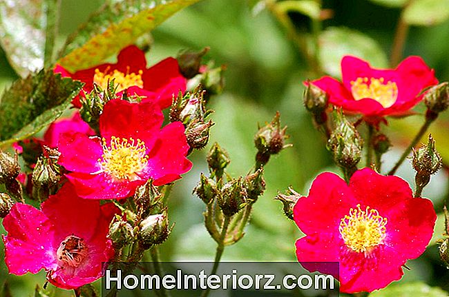 Doces Oh! Arbusto cor-de-rosa vermelho vívido na flor.