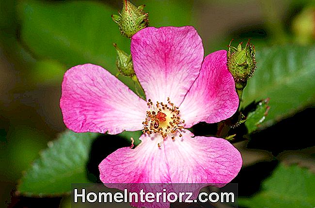 Oso feliz Smoothie rose bush com uma flor rosa.