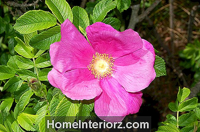 Rugosa de Rosa que floresce com uma flor cor-de-rosa.