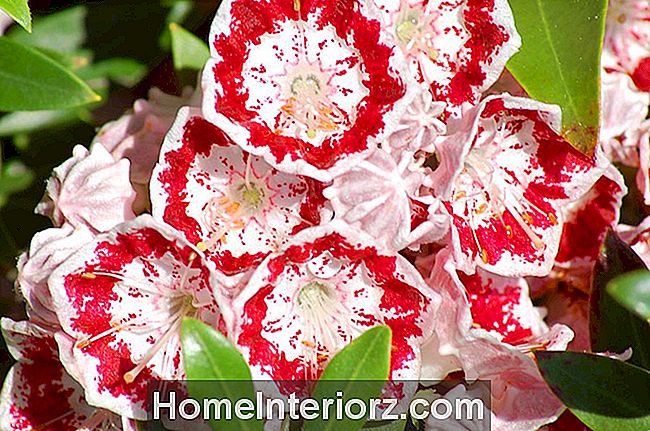 Minuet laurel (imagem) tem flores rosa-avermelhadas. As flores são impressionantes.
