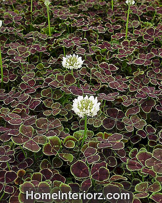 Trifolium repens Atropurpureum (Trèfle Néerlandais en Bronze)