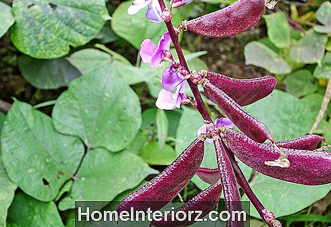Hyacinth Bean viola