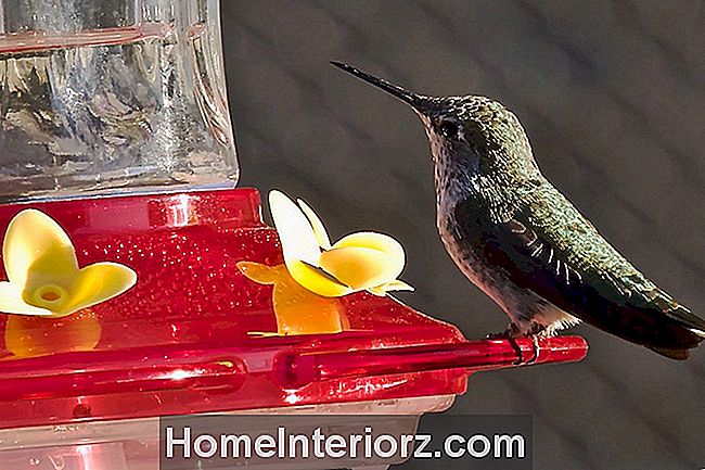 10 Erros do néctar do colibri