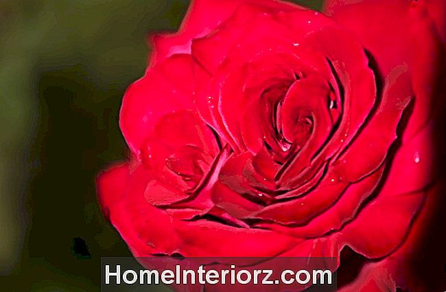 Ryški raudona hibridinė arbatos rožių veteranų garbės gėlė