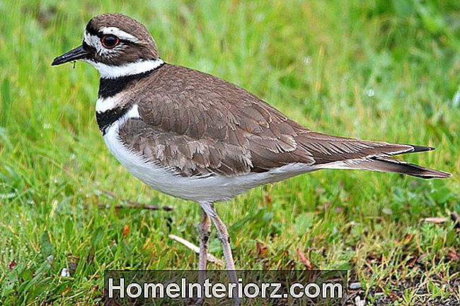 Killdeer