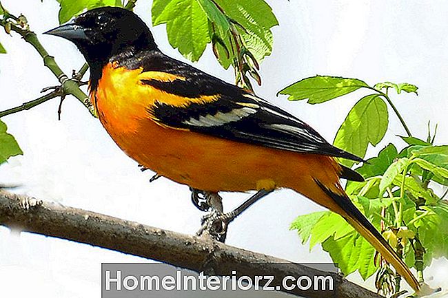 Baltimore Oriole