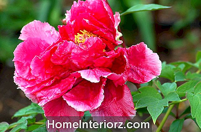 Träpyon (bild) har en imponerande blomma (rosa här). Det är lika magnifikt som lactiflora s.