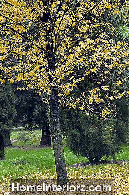 Tatlı Huş (Betula lenta sups. Lenta), Ekim
