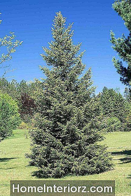 Picea abies (Norveç Ladin), büyük yaprak dökmeyen ağaç
