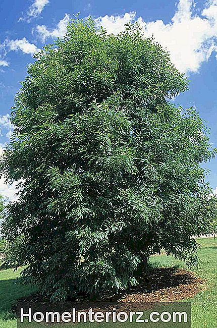 Fraxinus pennsylvanica (Yeşil kül veya Kırmızı kül), parkta ağaç
