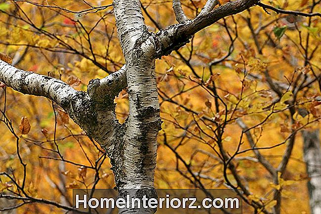 Sonbahar renkleri ile çevrili kağıt huş ağacı. Kaçakçılar Çentik, Stowe, Vermont.