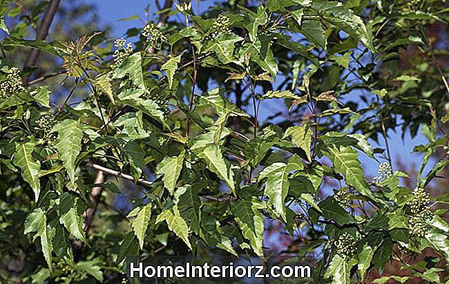 Amur Akçaağaç yaprakları (Acer ginnala), Aceraceae-Sapindaceae