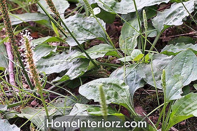 Platlapju planšete (Plantago major).