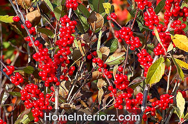 Winterberry (изображение) находится в лучшем состоянии в декабре. Его ягоды сжимаются в условиях замерзания.