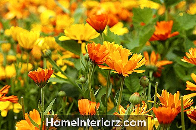 Büyük bir flowerbed sarı ve turuncu marigold (Calendula) çiçekler. Marygold'un yaprakları yenilebilir. Bu fotoğraf 4 hektardan. Batı Jutland, Danimarka'da 'Wonder garden' adlı büyük, organik ekili bahçe