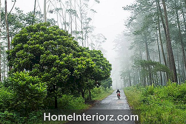 yol yolu doğa orman motosiklet