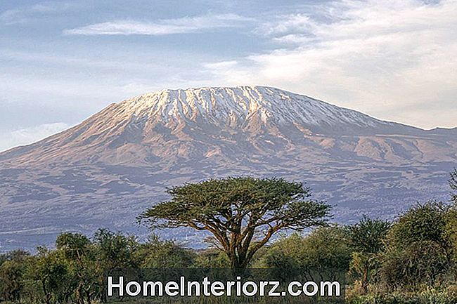 Mt Kilimanjaro ve Akasya - sabahları