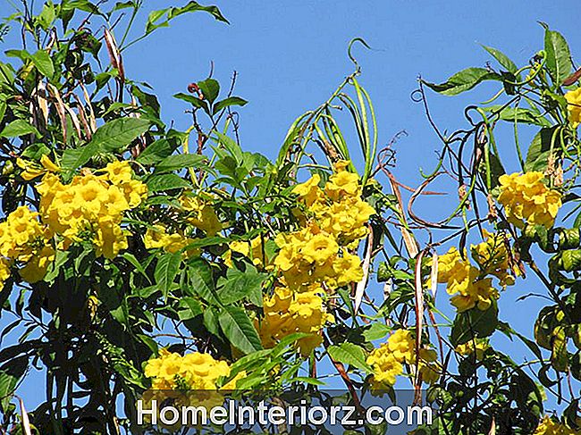 Il bellissimo trumpetbush giallo porta insetti utili nel tuo giardino