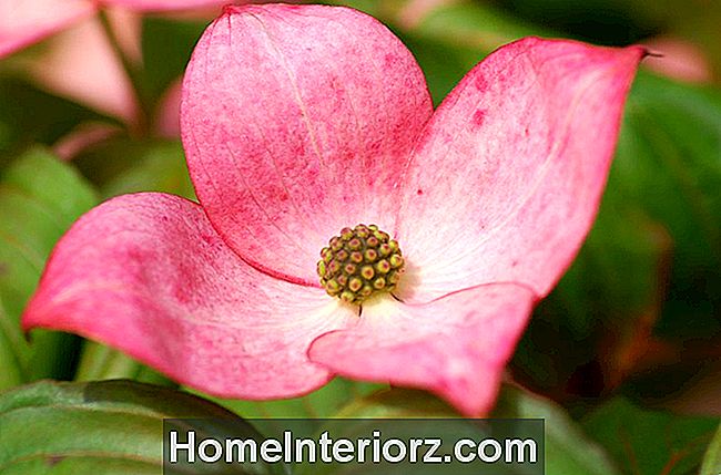 Pink koksne zieda (attēls) ir mierīgs simbols vidus pavasarī. Tas ir Cornus florida.