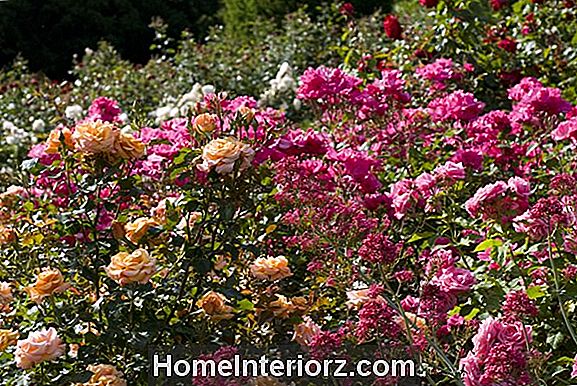 15 Floribunda roosid lilleaedale