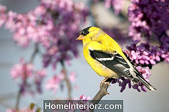 American Goldfinch Identification