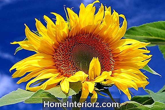 Grow Giant Sunflowers