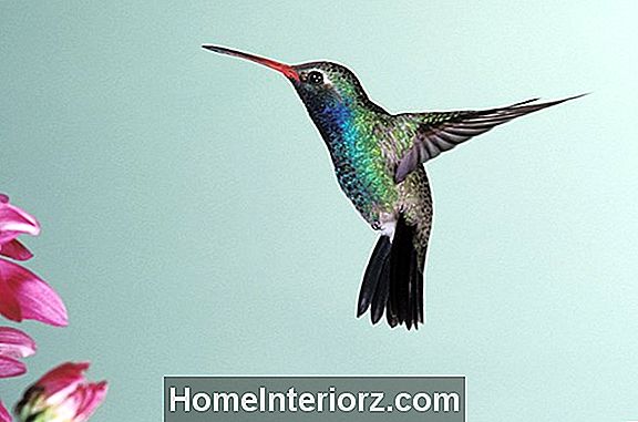 Hummingbird viselkedés és agresszió