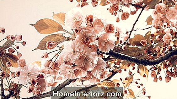 Peach Blossom Glück Feng Shui Heilung, um Liebe zu gewinnen