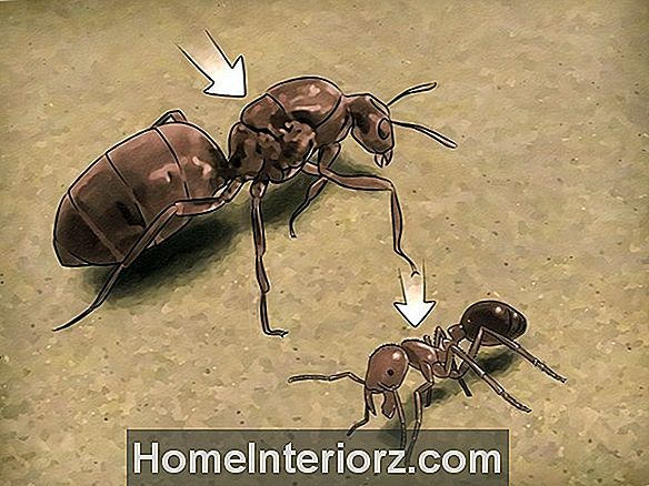 Carpenter Ameisen sind nicht da, um zu lernen, wie man sie entdeckt und zerstört