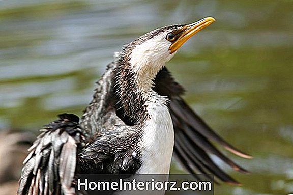 Pied Bird Gefieder