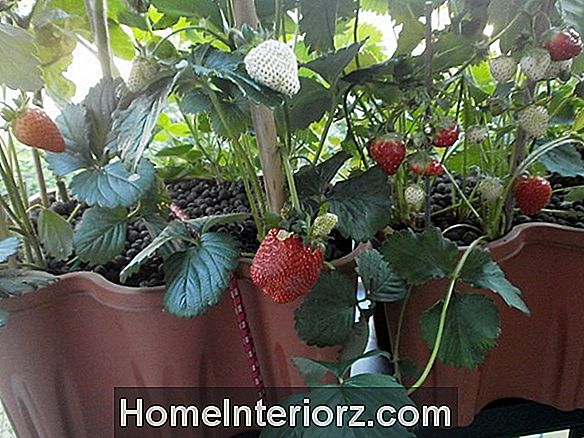 Wachsende Erdbeeren in einem Erdbeertopf