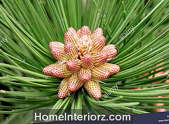 Pinus nigra oder österreichische Kiefer, USDA Zonen und andere Tipps