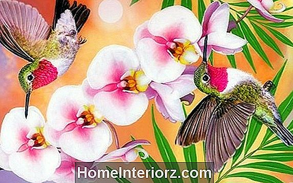 Top 10 Kolibri-Blumen
