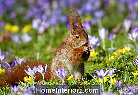 Welche Blumen essen Kaninchen? Krokus und mehr