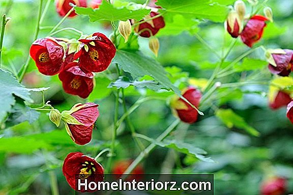 Abutilon, Flowering või Parlor vaher, Will Bloom peaaegu mitte-stop