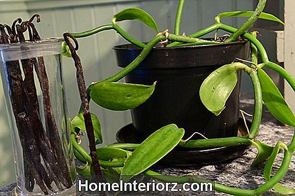 Vanilje orhidee hooldus, vaniljebaar taim