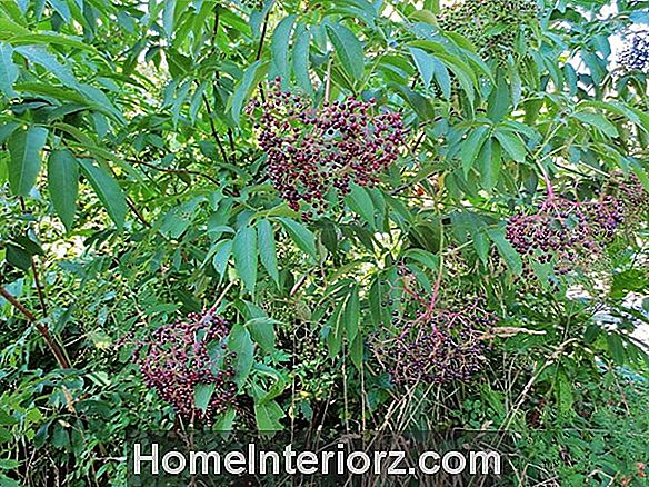 American Elderberry kasvav profiil