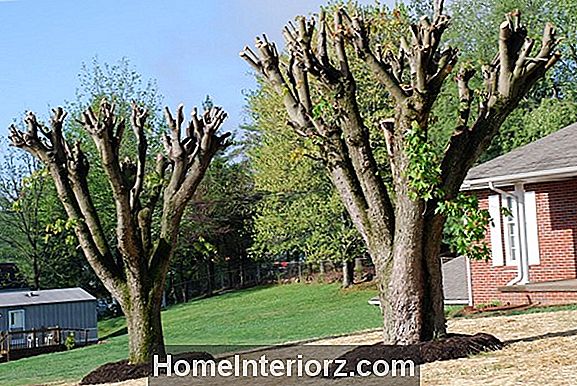 Bad Pruning: Limbing Üles Evergreens Lühidalt