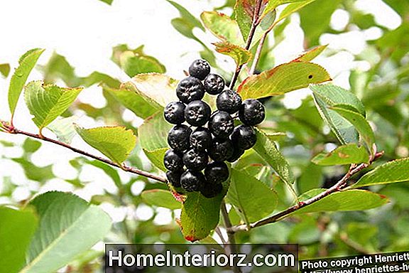 Musta Chokeberry kasvaa profiilia