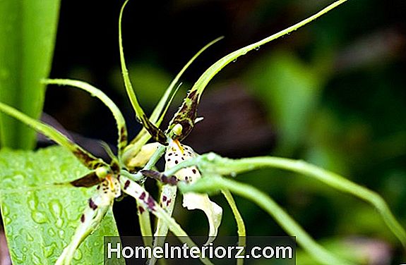 Growing Brassia Orhideed