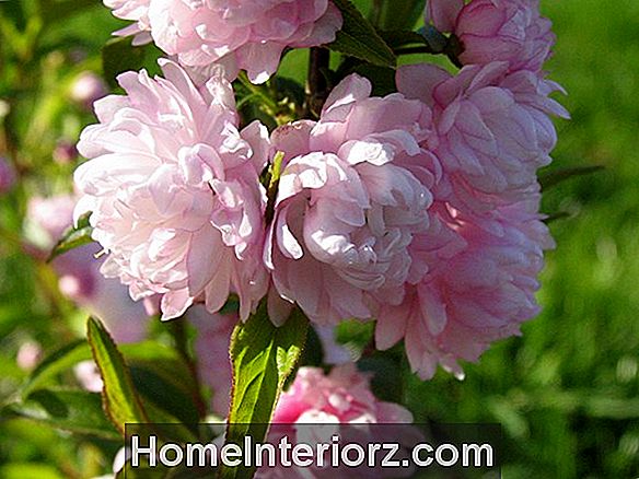 Pink Flowering Almond Bush: kääbus koos hiiglasliku mõju