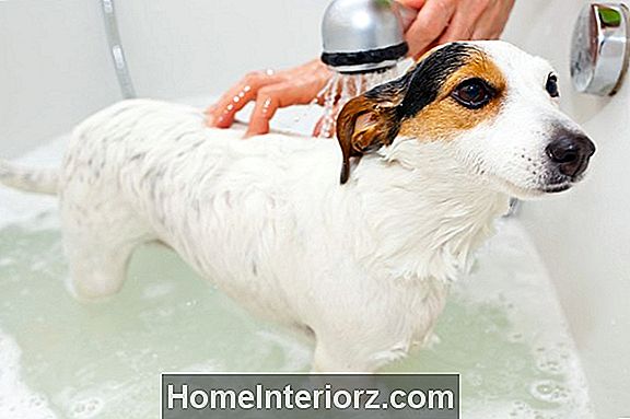 Kuinka pestä koiran villapaidat Kaulukset ja vuodevaatteet
